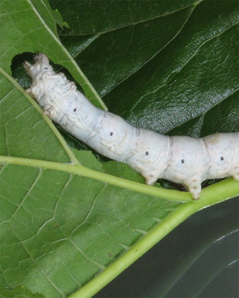 行業(yè)旗艦 蓄勢(shì)待發(fā)